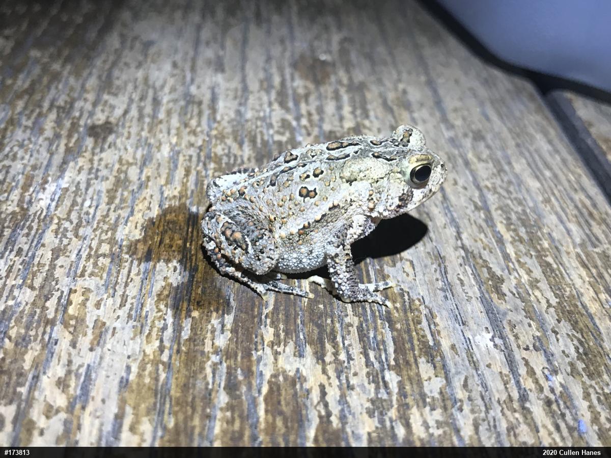 Eastern American Toad