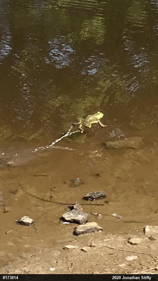 American Bullfrog