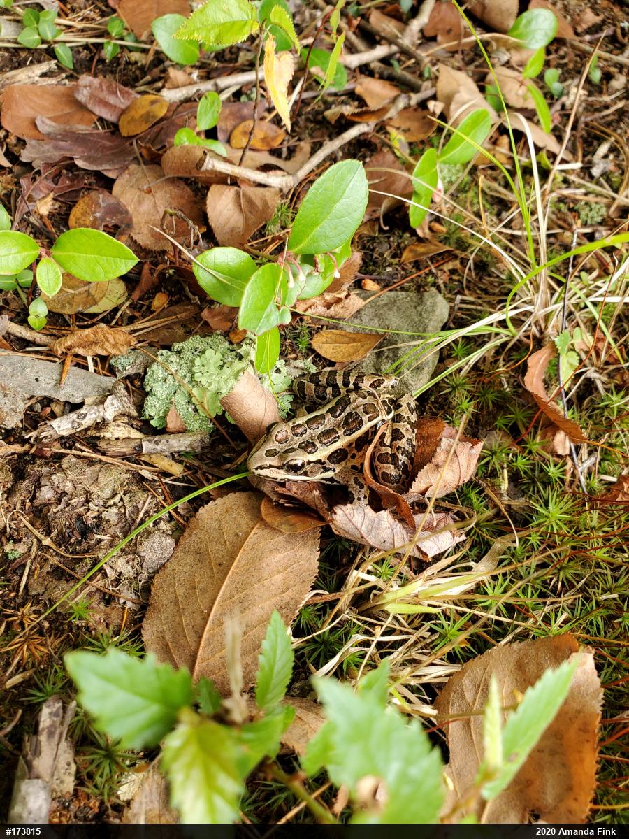 Pickerel Frog