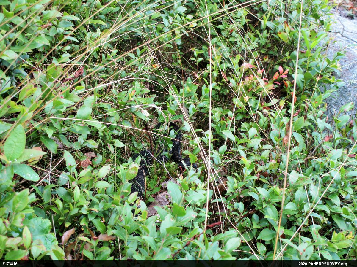 Timber Rattlesnake