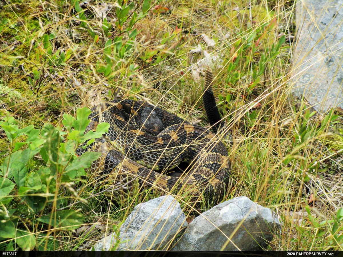 Timber Rattlesnake