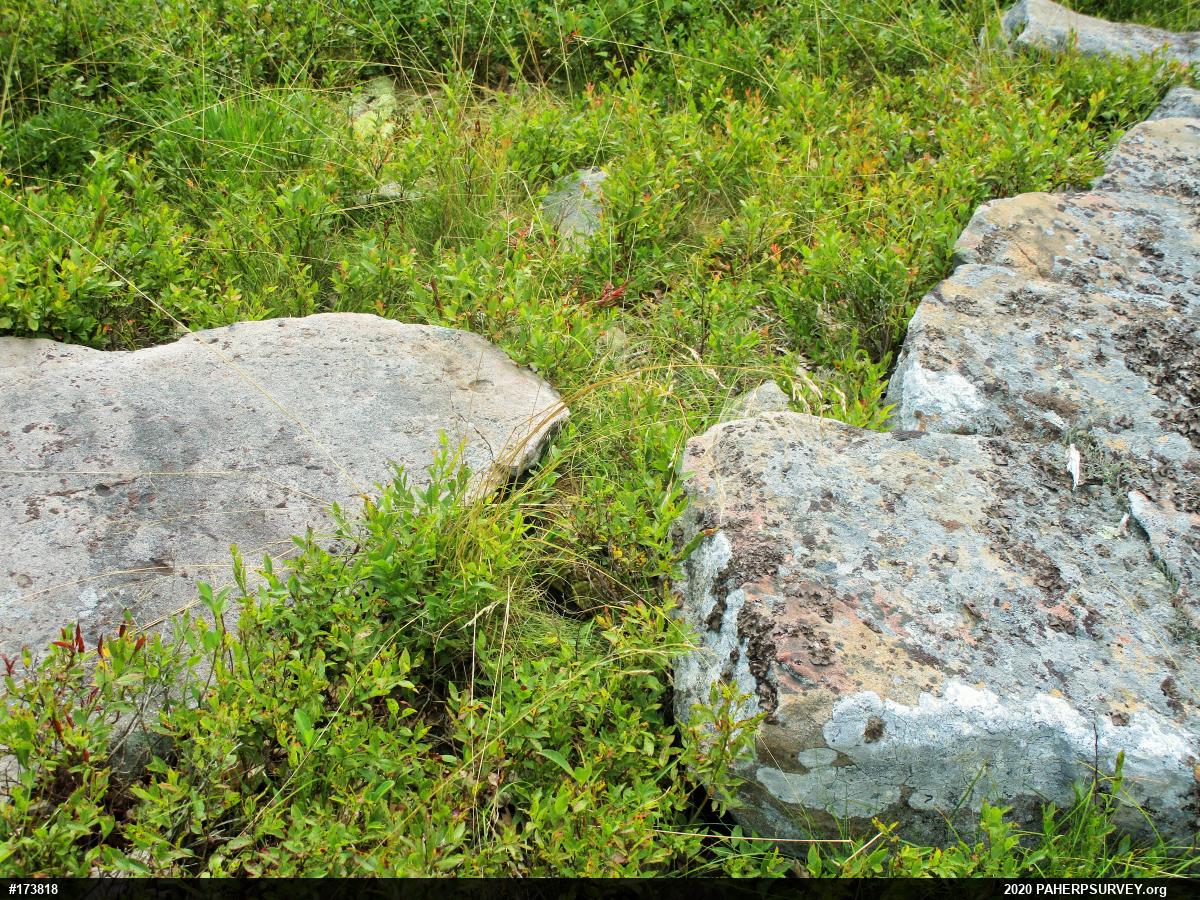 Timber Rattlesnake