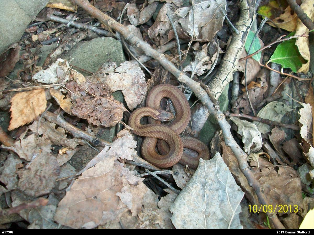 Red-bellied Snake