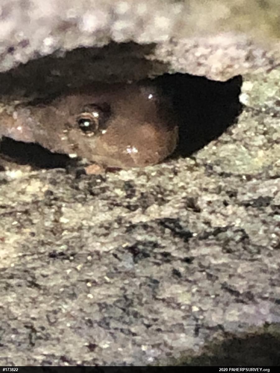Dusky Salamanders