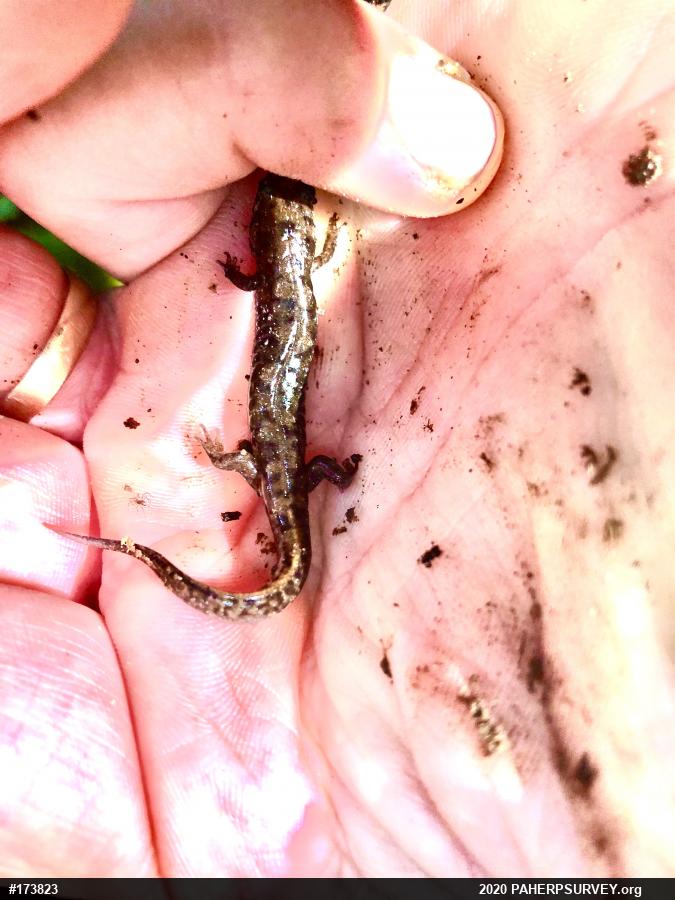 Seal Salamander