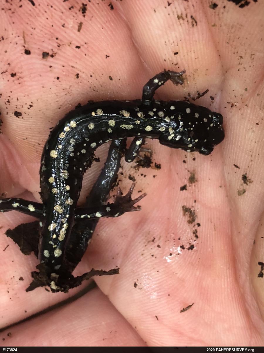 Northern Slimy Salamander