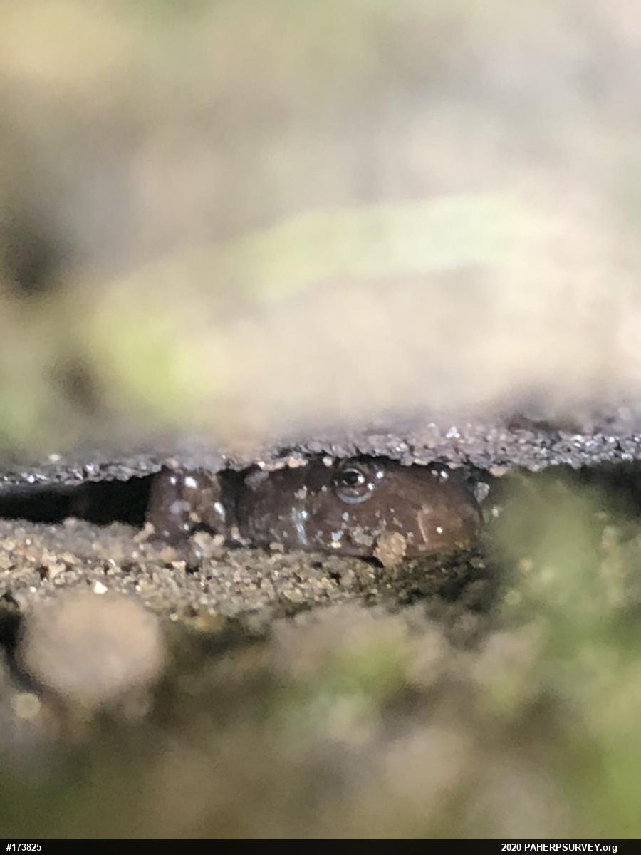 Dusky Salamanders