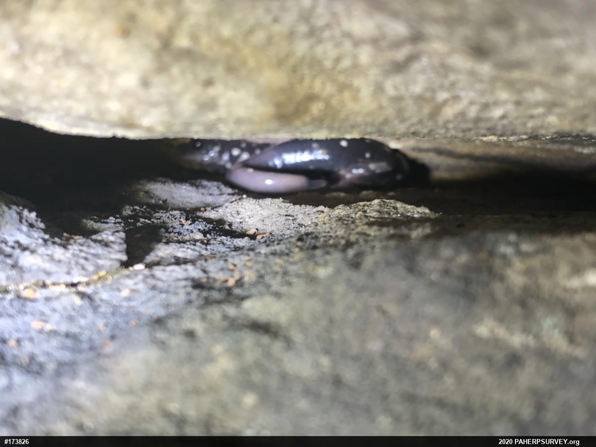 Northern Slimy Salamander