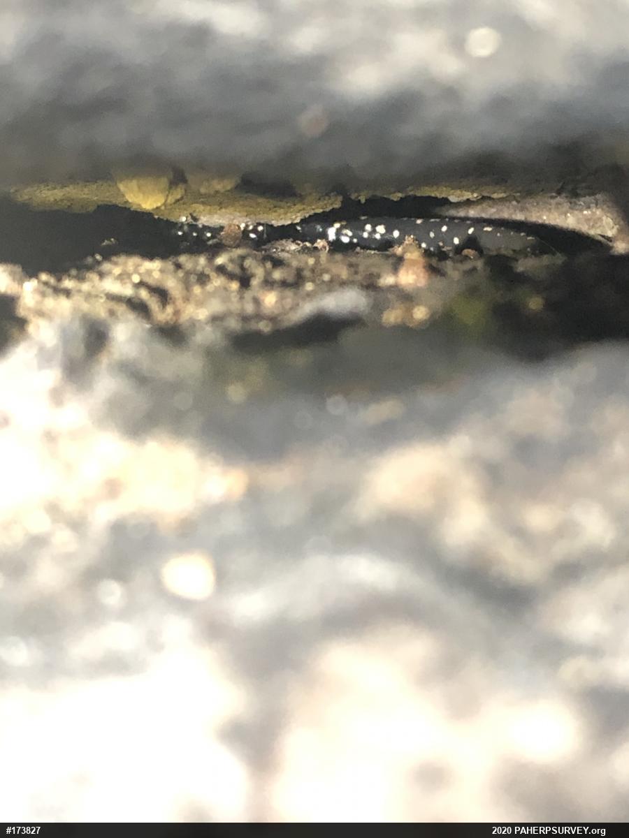 Northern Slimy Salamander