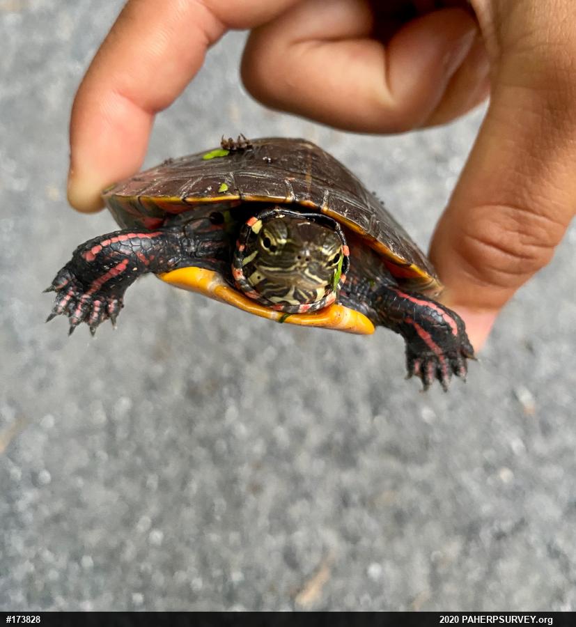 Painted Turtle