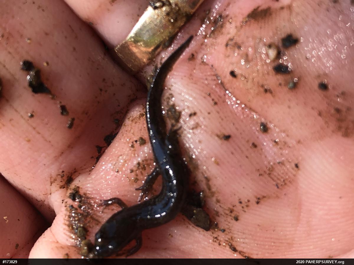 Northern Dusky Salamander