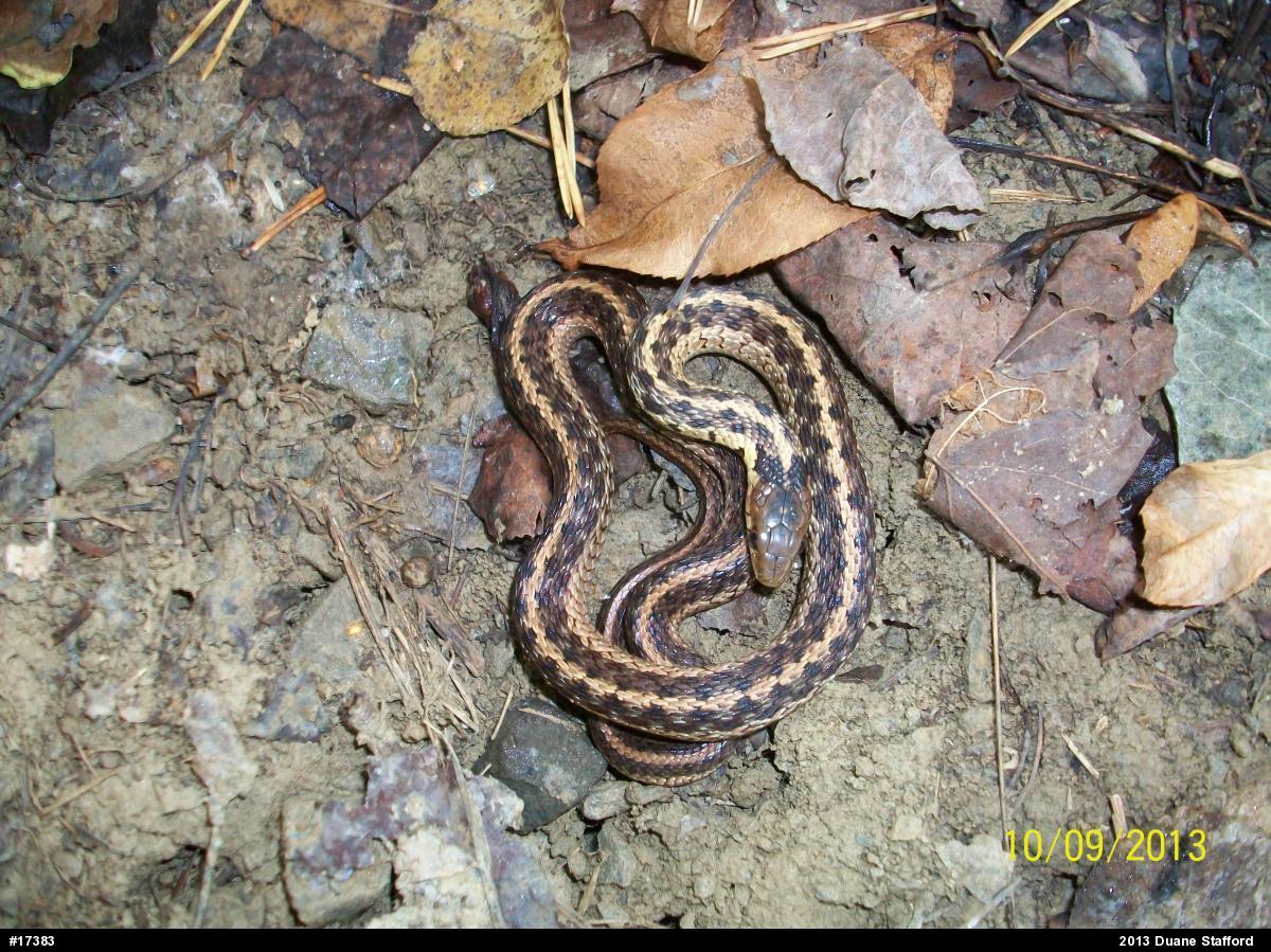 Eastern Gartersnake