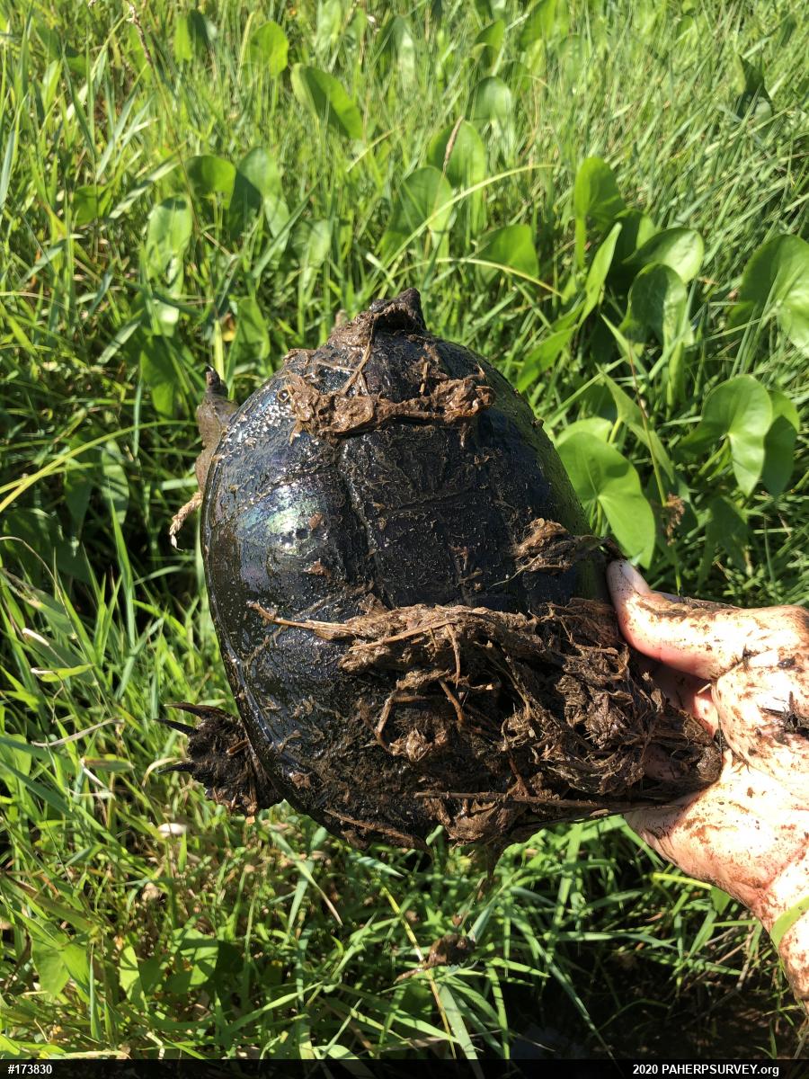 Snapping Turtle