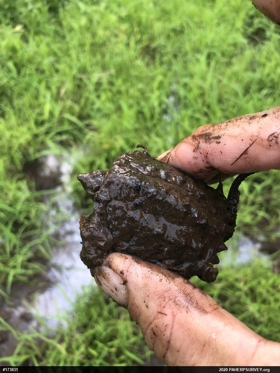 Snapping Turtle