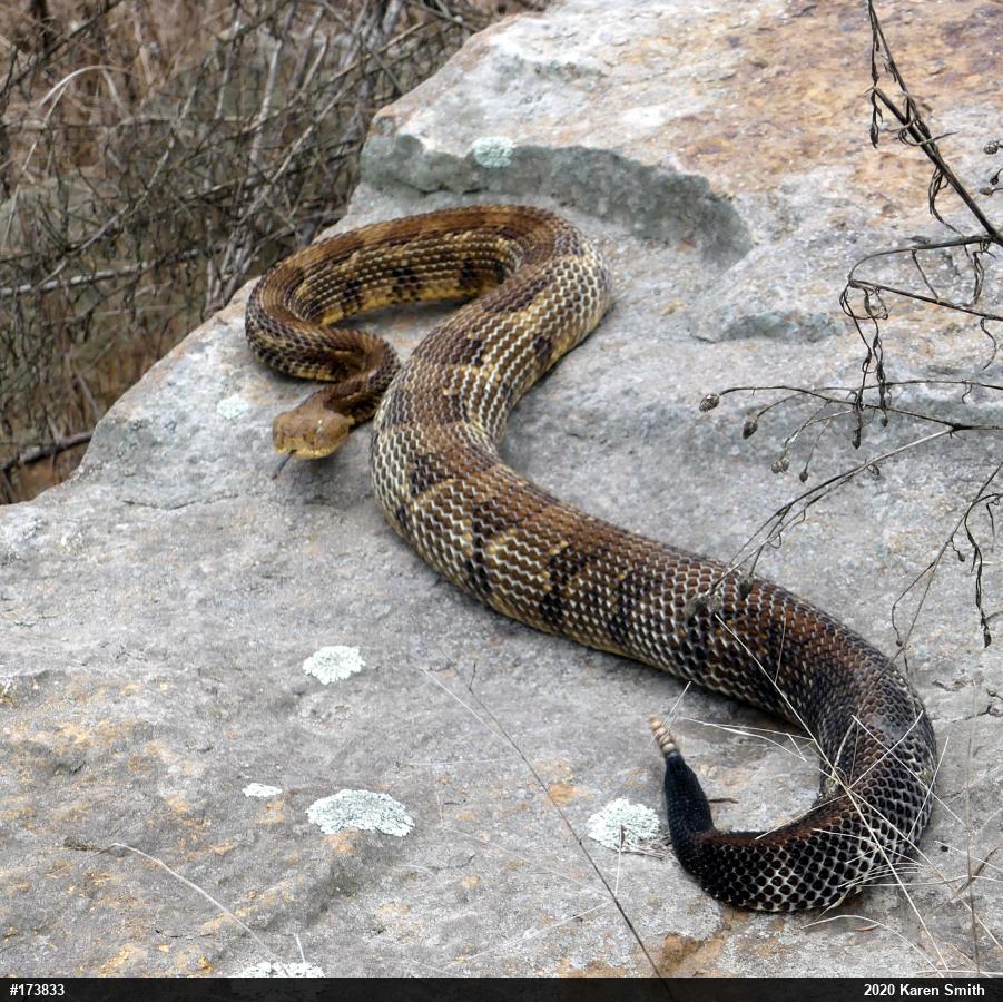Timber Rattlesnake