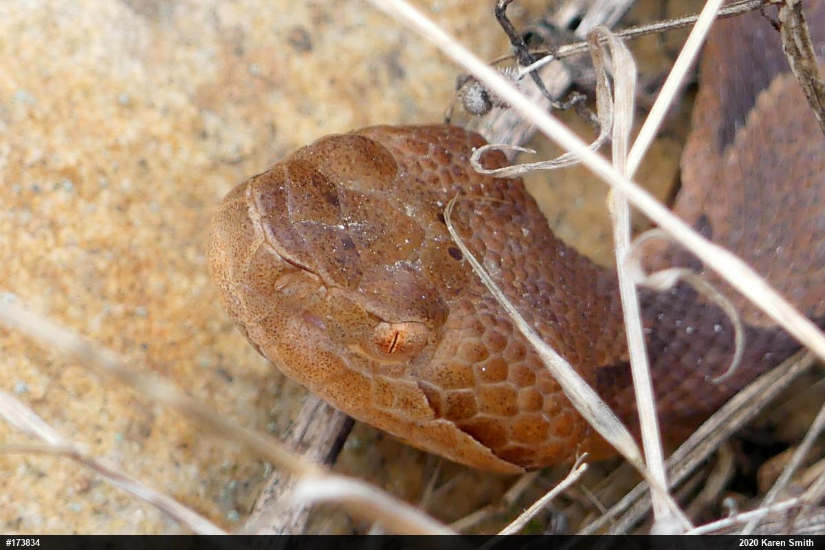 Northern Copperhead