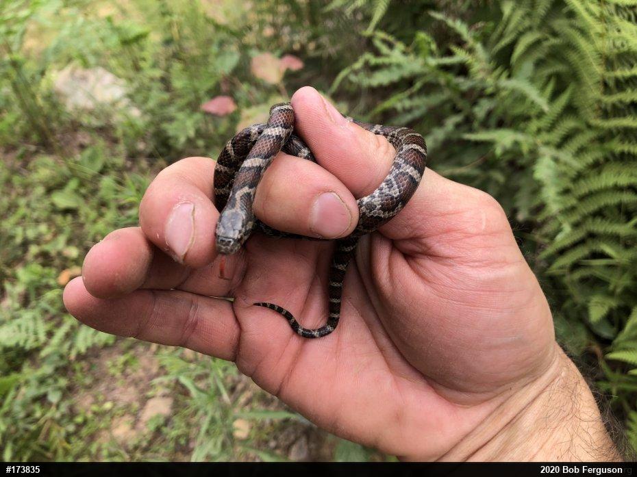 Eastern Milksnake