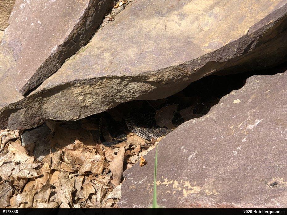 Timber Rattlesnake