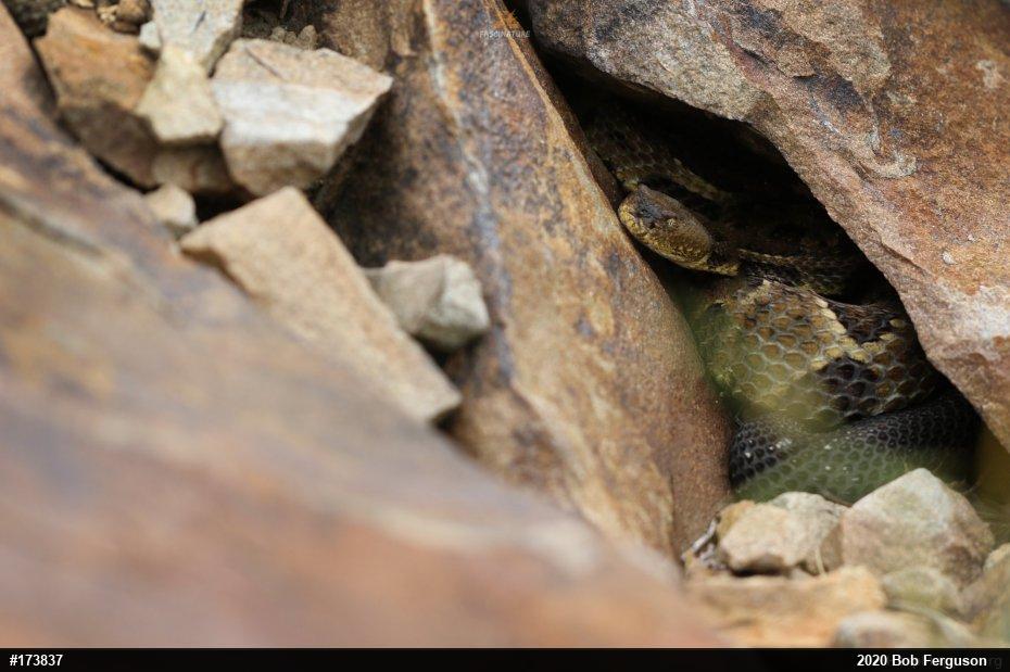 Timber Rattlesnake