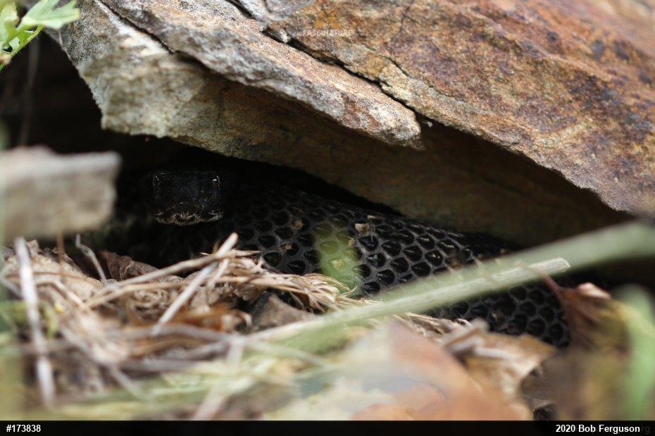 Timber Rattlesnake