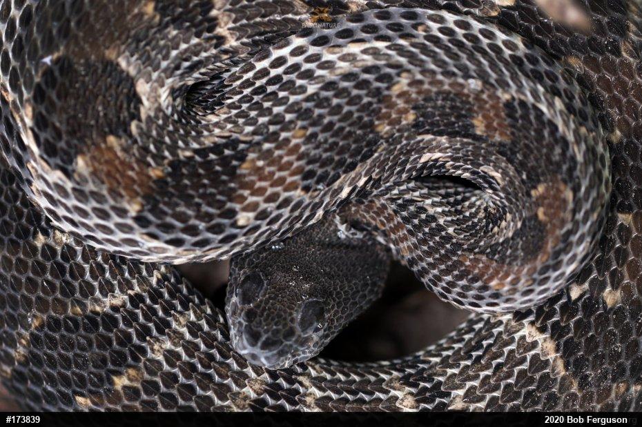 Timber Rattlesnake