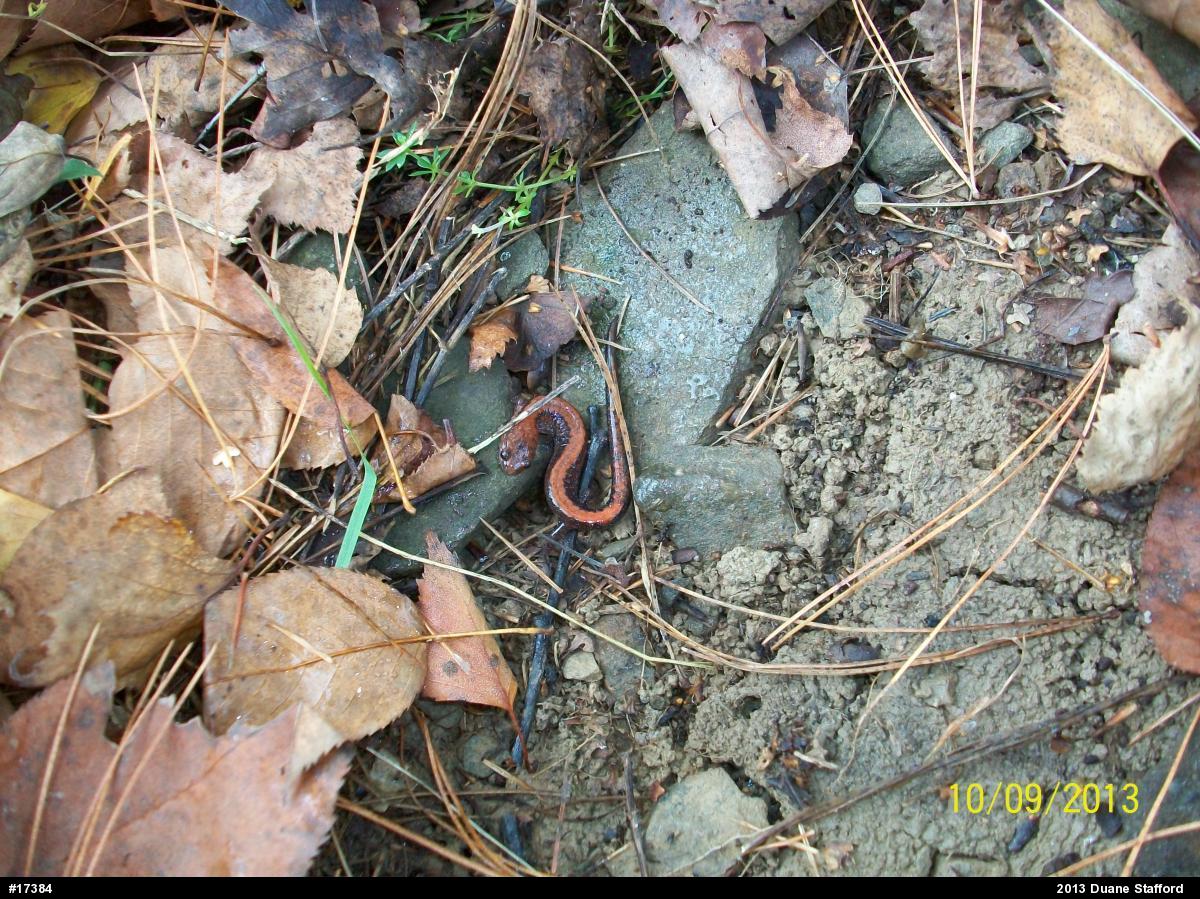 Eastern Red-backed  Salamander