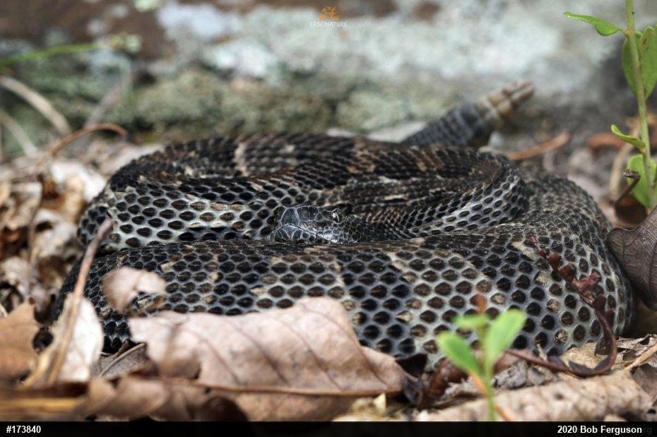 Timber Rattlesnake