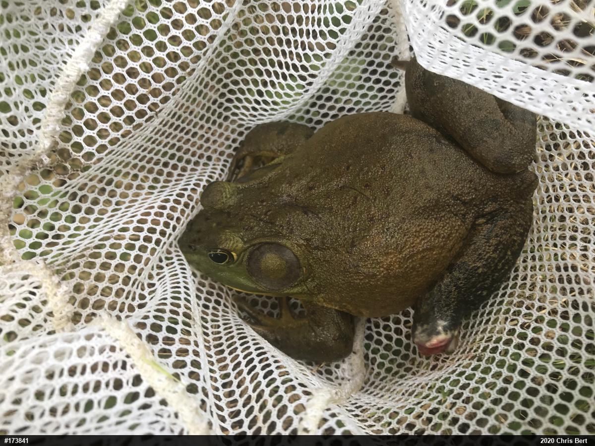 American Bullfrog