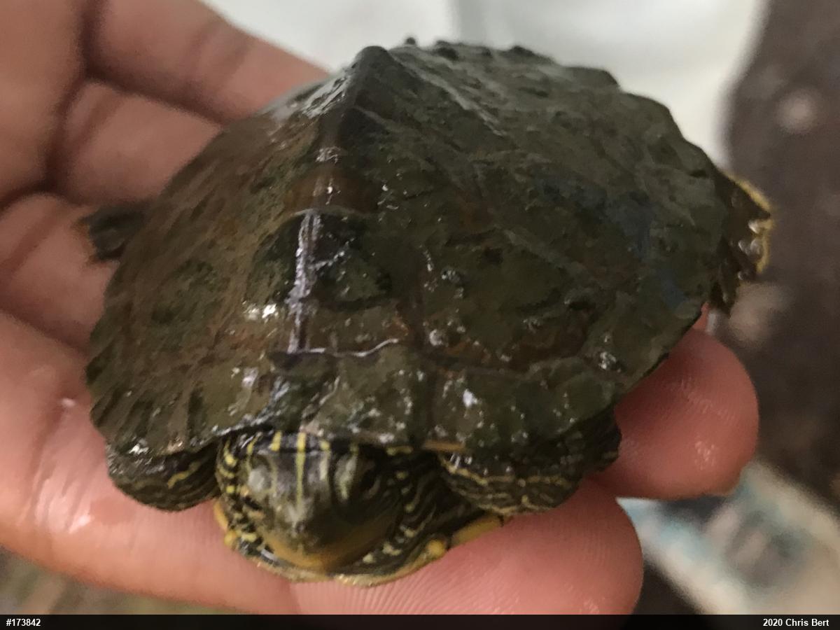 Northern Map Turtle