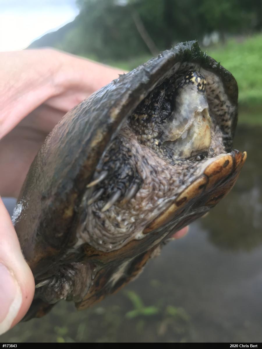 Eastern Musk Turtle