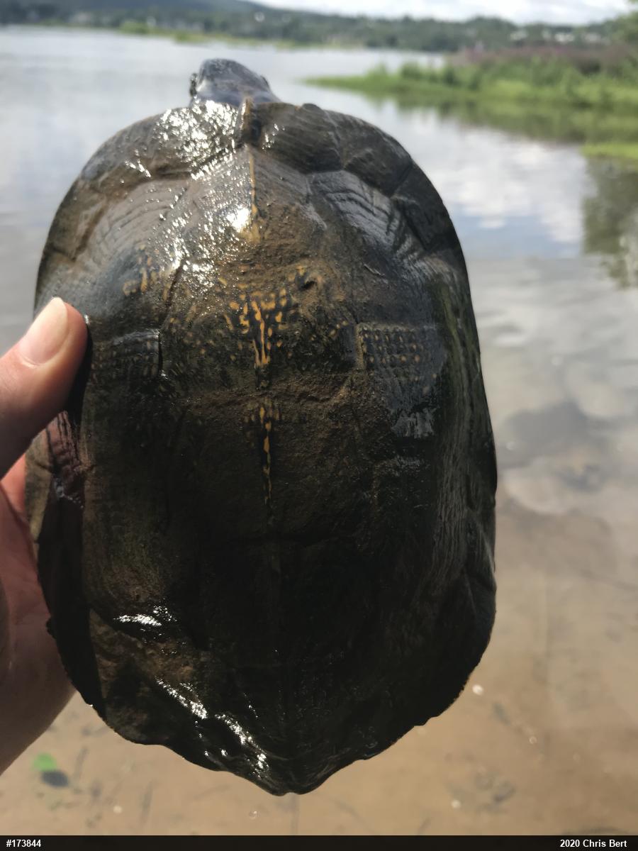 Wood Turtle