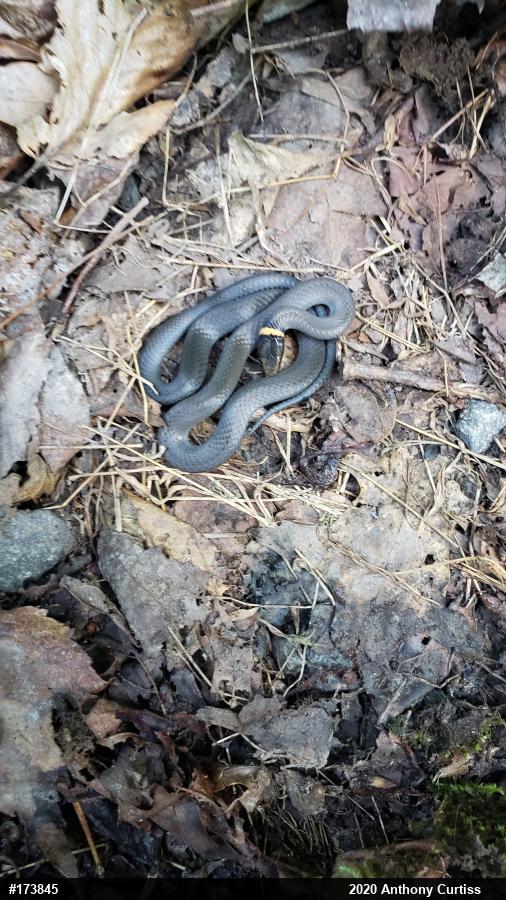 Northern Ring-necked Snake