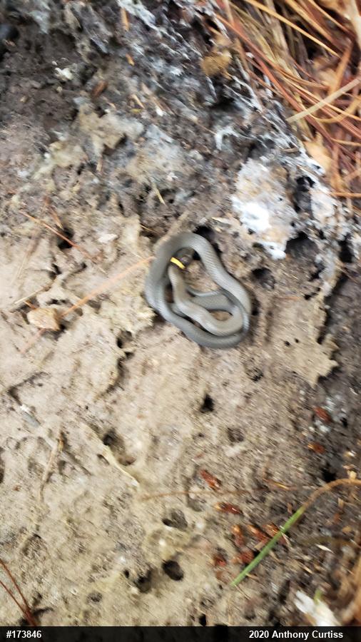 Northern Ring-necked Snake
