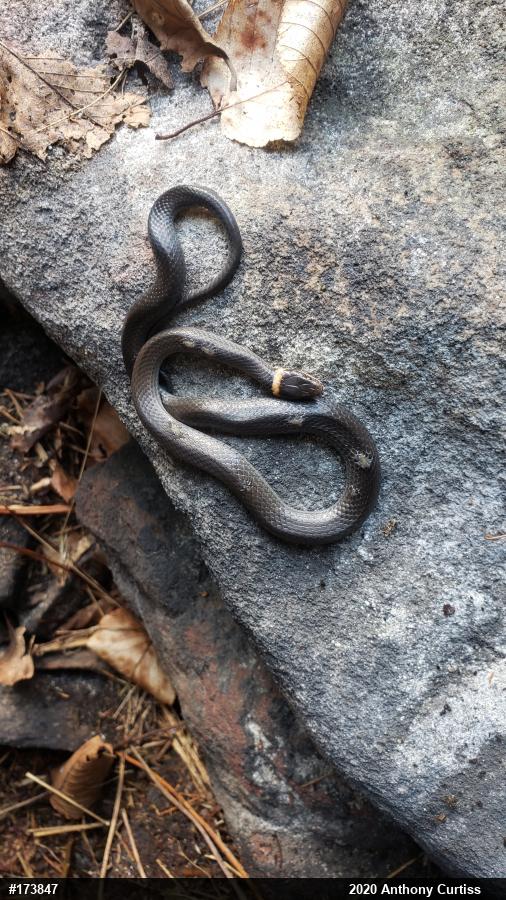 Northern Ring-necked Snake