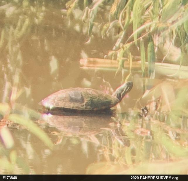 Painted Turtle
