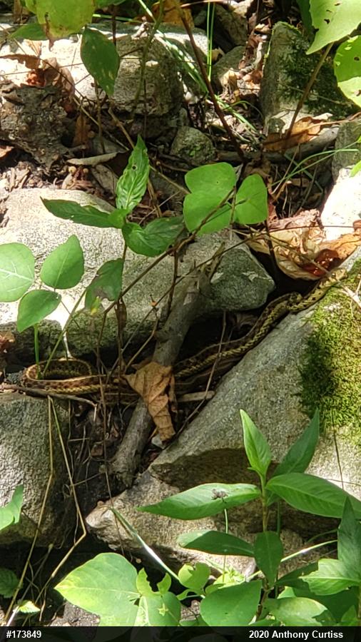 Eastern Gartersnake