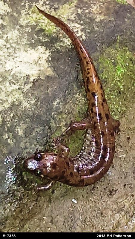 Seal Salamander