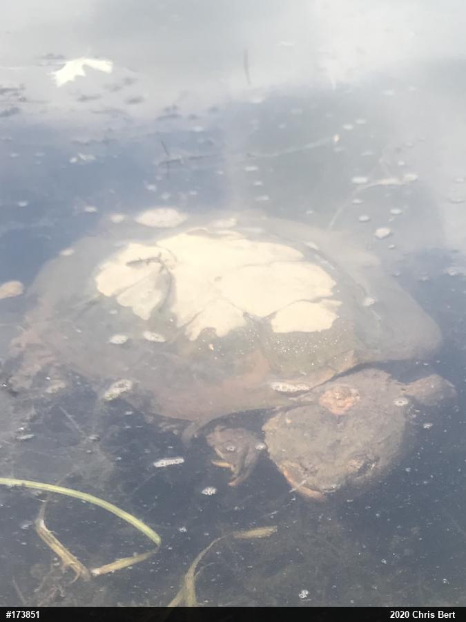 Snapping Turtle