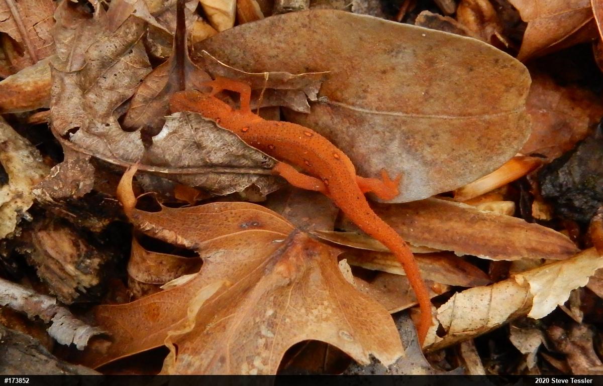 Red-spotted Newt