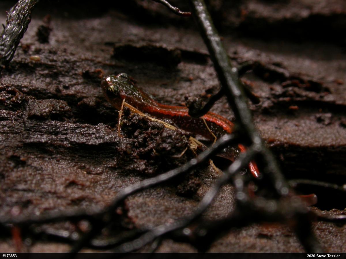 Eastern Red-backed  Salamander