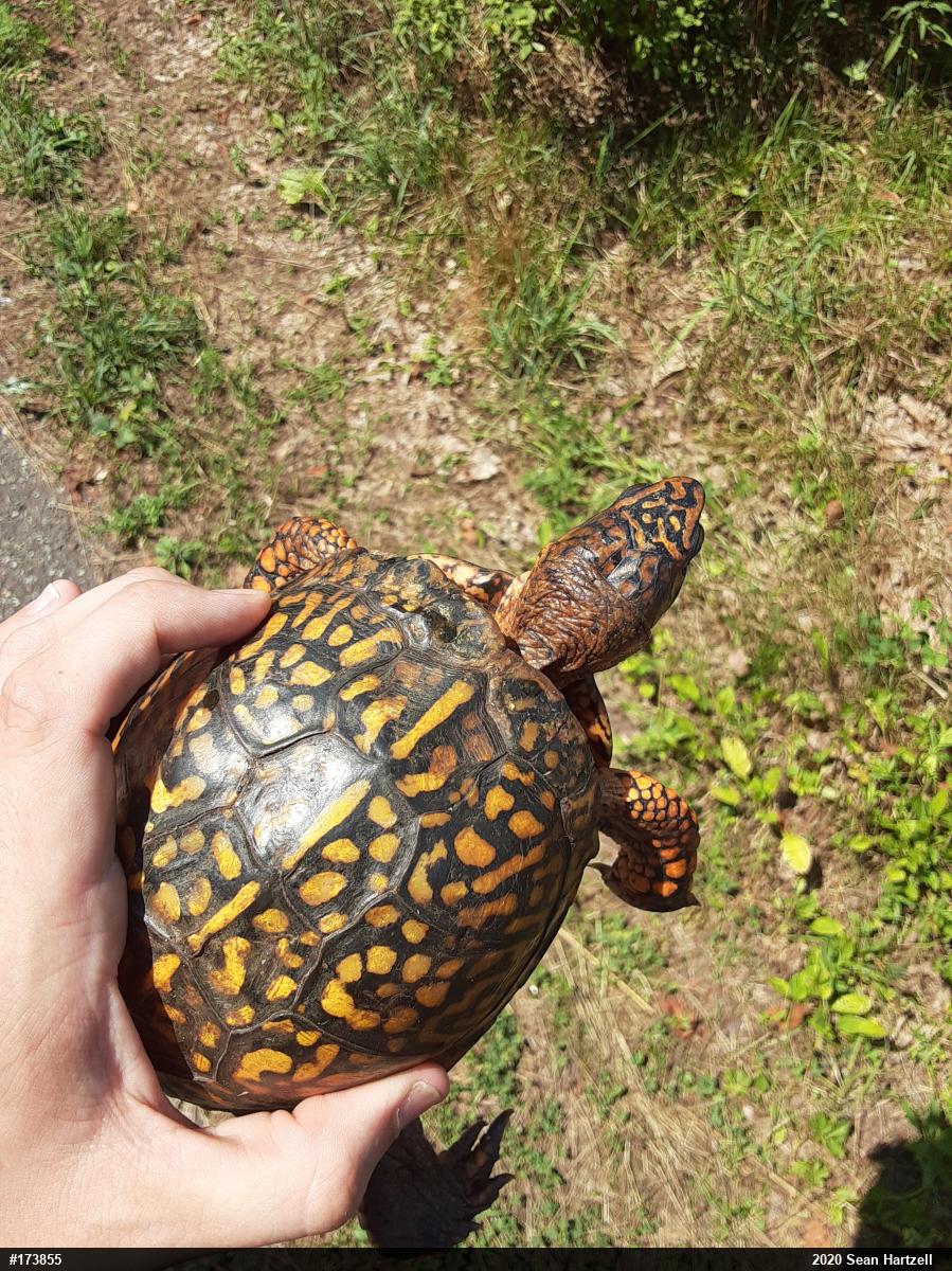 Eastern Box Turtle