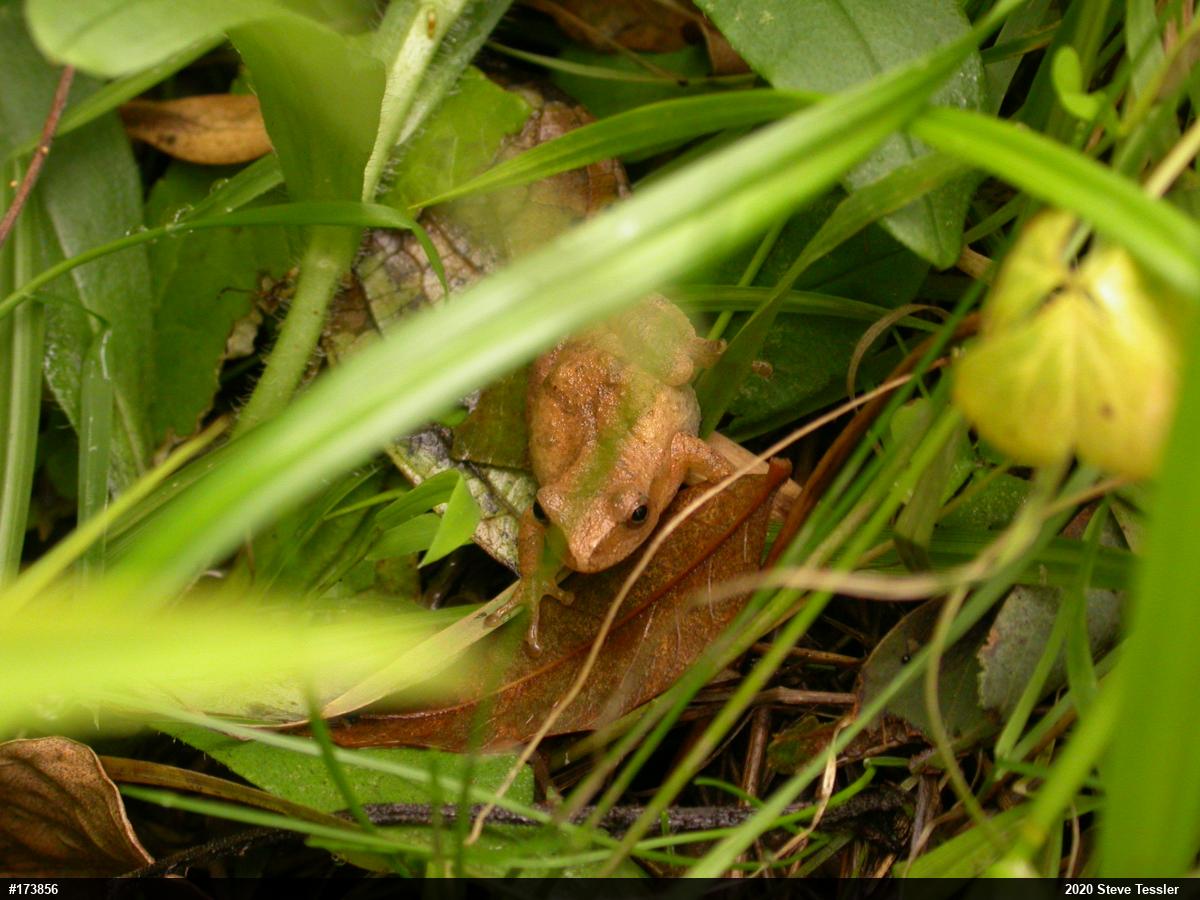 Spring Peeper