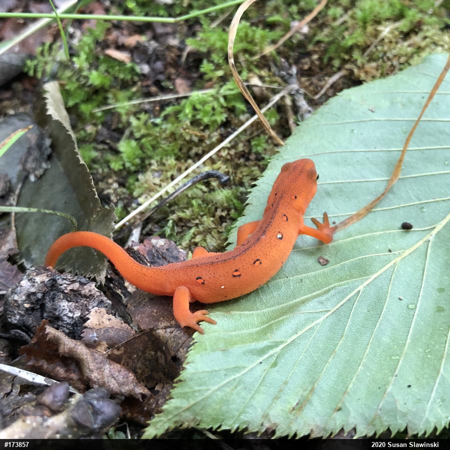 Red-spotted Newt