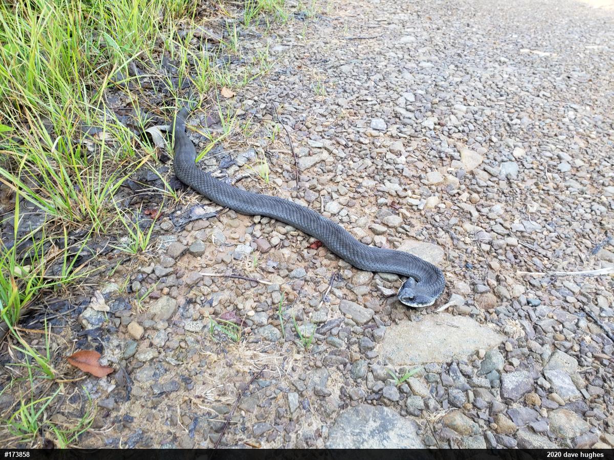 Eastern Hog-nosed Snake