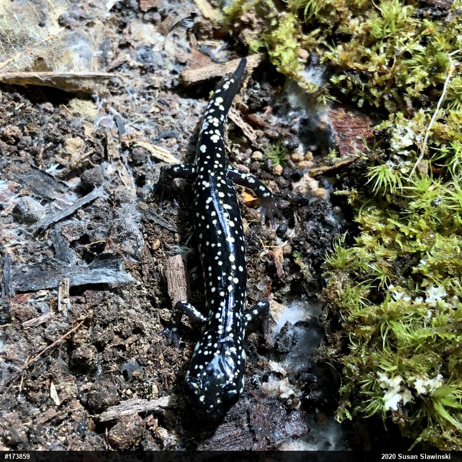Northern Slimy Salamander