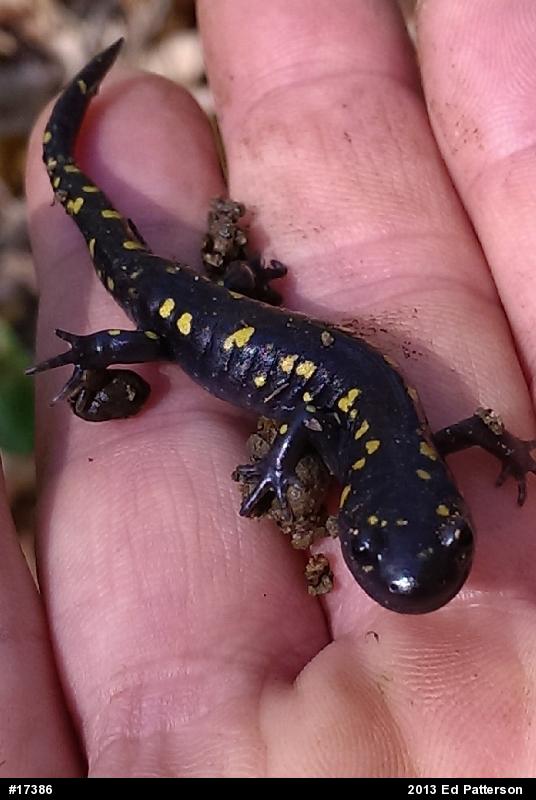 Spotted Salamander