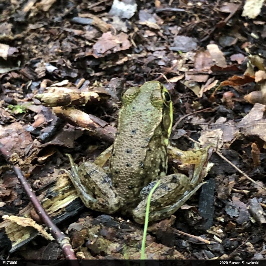 Green Frog