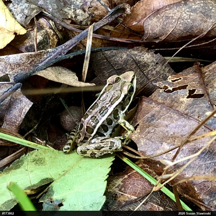 Pickerel Frog