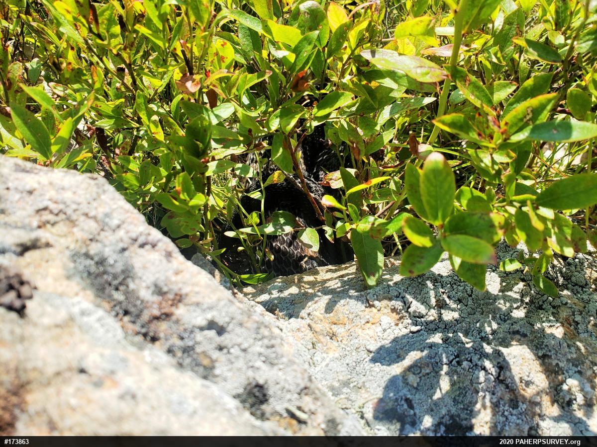 Timber Rattlesnake