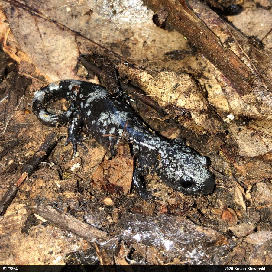 Marbled Salamander